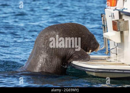 Wally, der Walrus, klettert auf den Scilly Isles ein Boot Stockfoto