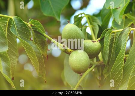 Juglans regia oder gewöhnliche Walnussbaumfrüchte Stockfoto