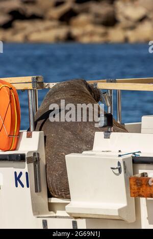 Wally, der Walrus, klettert auf den Scilly Isles ein Boot Stockfoto