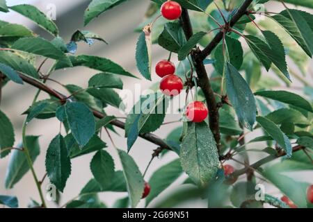 Prunus cerasus Sauerkirschen reifen rote Früchte Stockfoto