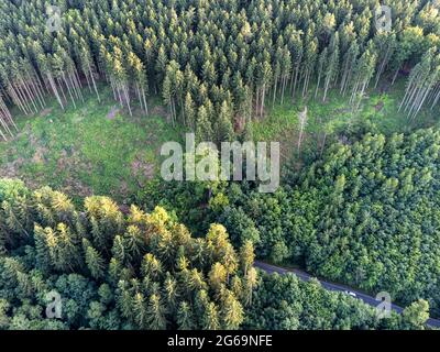 Waldrückschlag aufgrund des Klimawandels in Deutschland Stockfoto