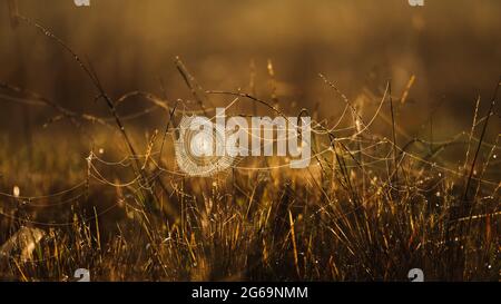 Leuchtendes Spinnennetz oder Spinnennetz mit Tau, der morgens auf dem Gras hängt, der Sonnenaufgang scheint auf Spinnennetz und Grasland im Hintergrund. Stockfoto