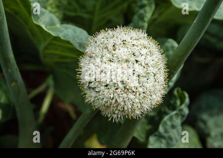 Allium cepa oder gewöhnliche Zwiebelzwiebeln, weiße Blüten, die im grünen Küchengarten blühen Stockfoto