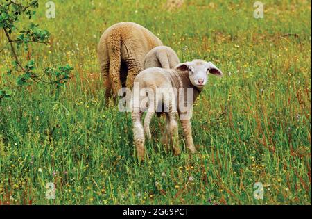 Ein merkwürdiges Lamm auf einem grasbewachsenen Feld blickt von seiner Weide auf. Evora District, Alentejo, Portugal. Stockfoto