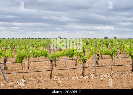 Weinbereitung Weinberg in La Mancha mit Tropfbewässerungssystem Bewässerung der Pflanzen Wurzeln Stockfoto