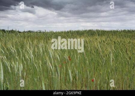 Grüne Weizenfelder, ausgedehnte Agrarlandschaft in Spanien Stockfoto