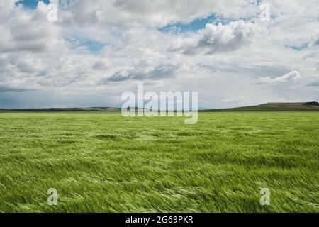 Grüne Weizenfelder, ausgedehnte Agrarlandschaft in Spanien Stockfoto