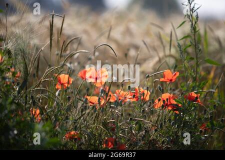 Mohn blüht in einem Weizenfeld Stockfoto