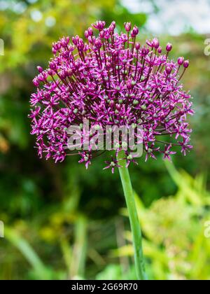 Umgekehrte schüsselförmige Blütenköpfe der winterharten, im Frühsommer blühenden Zierzwiebel, Allium 'Miami' Stockfoto