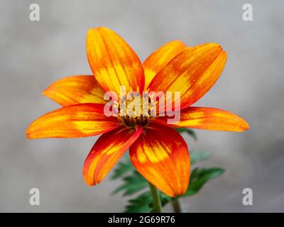 Gelbe und orange Blüten der zarten Sommerbettwäsche und Container jährlich. Bidens „scharf und würzig“ Stockfoto