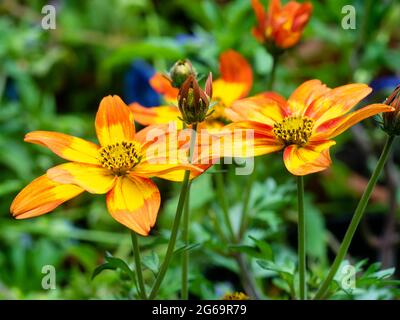 Gelbe und orange Blüten der zarten Sommerbettwäsche und Container jährlich. Bidens „scharf und würzig“ Stockfoto