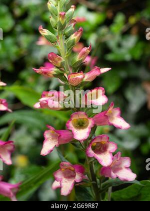 Blütenspitzen vom Sommer bis Herbst blühender Hybrid-Fuchshandschuh, Digitalis × valinii 'Berry Canary' Stockfoto