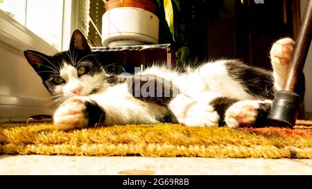 Schwarze weiße Katze, die in der Sonne auf einem Teppich liegt Stockfoto