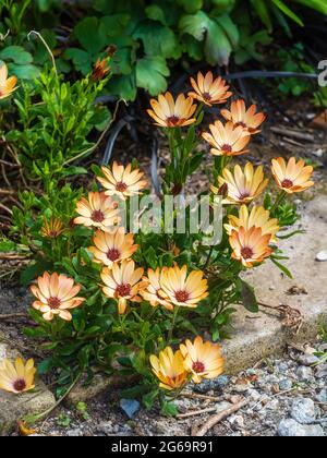 Streumatte der halbharten afrikanischen Gänseblümchen, Osteospermum ecklonis 'Tradewinds Cinnamon' Stockfoto