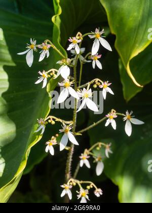 Die Rispen der weißen Blüten des halbharten, kriechenden Saxifraga stolonifera im Frühsommer Stockfoto