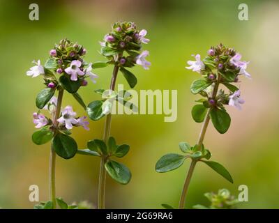 Blütenspitzen des Hybriden, sommerblühender Hybrid-Kochkrauts, Zitronenthymian, Thymus x Citriodorus Stockfoto