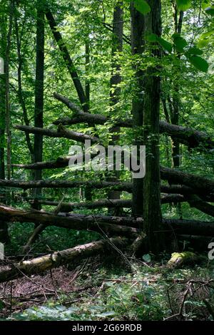 Alder Baum-Laub steht im Sommer mit totem Aschebaum im Vordergrund, Bialowieza-Wald, Polen, Europa Stockfoto