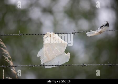 Stacheldraht, in dem sich Kunststofffolien verfangen haben Stockfoto