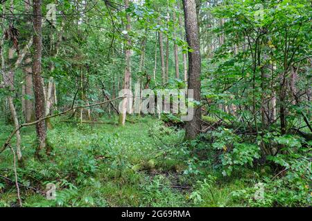 Misty Sonnenaufgang morgen im Laubwald mit alten Erlen, Bialowieza, Polen, Europa Stockfoto