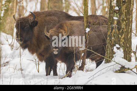 Zwei frei reichende europäische Bison-Bullen im Winterwald, Bialowieza-Wald, Polen, Europa Stockfoto