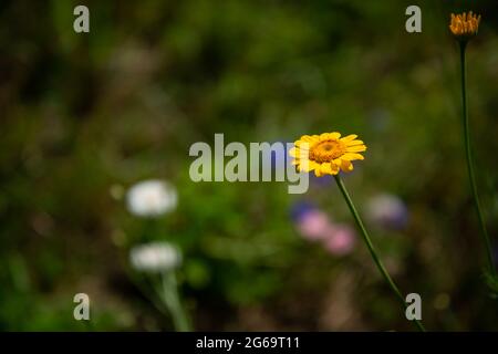 Schöne gelbe Sommerblume mit grün verschwommenem Hintergrund Stockfoto