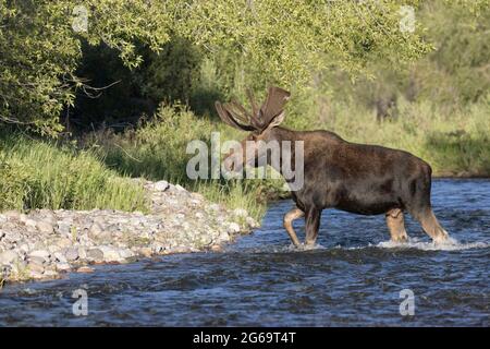 Shiras Moose (Alces Alces), Grand Teton National Park, Wyoming. Bullenelch überquert einen Kanal des Gros Ventre River. Stockfoto