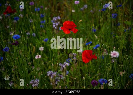 Lebendiges Mohn-Feld. Schöne rote Mohnblüten auf grünen flauschigen Stängeln wachsen auf dem Feld. Nahaufnahme von Mohnblumen Stockfoto