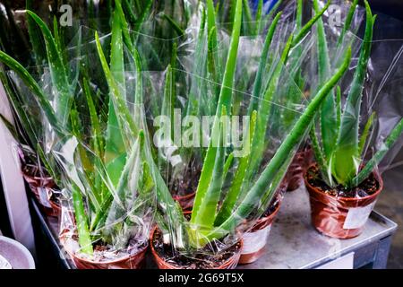 Die Aloe Vera Pflanze wird in einem Blumentopf verkauft. Nahaufnahme, selektiver Fokus . Stockfoto