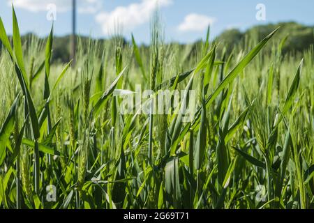 Grüne Gerstenfelder in der belgischen Landschaft Stockfoto