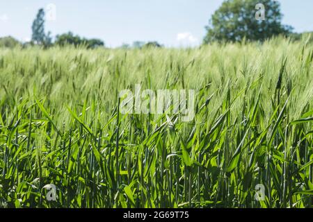 Grüne Gerstenfelder in der belgischen Landschaft Stockfoto