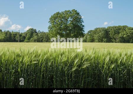 Grüne Gerstenfelder in der belgischen Landschaft Stockfoto