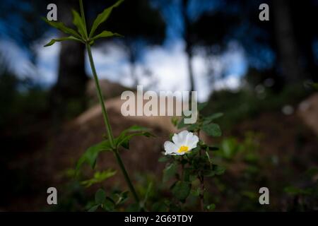 Naturpark Sintra Cascais, Portugal - 11. April 2021 : Sageleaf Rockrose Stockfoto