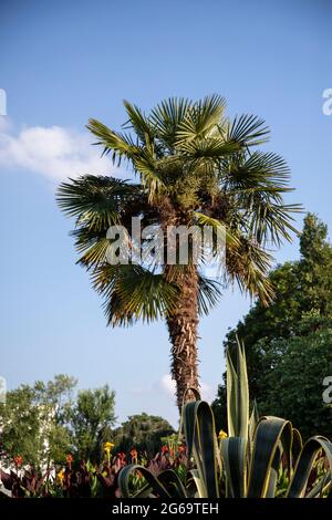 sabal palmetto, Fächerpalme umgeben von kleinen Pflanzen, blauer Himmel im Hintergrund Stockfoto