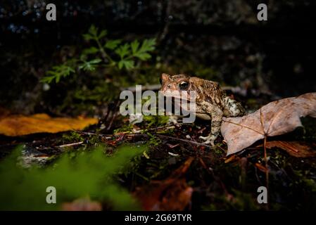 Nahaufnahme einer Kröte im Wald Stockfoto
