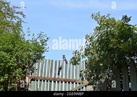 Zwei Buntspechte, die auf dem hölzernen Pfostenzaun sitzen, und die Hundrose in voller Blüte. Stockfoto