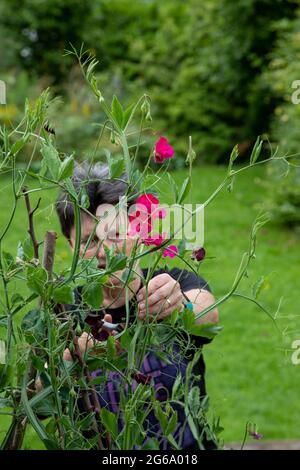 Deadheading süße Erbsen, um die Blüte zu verlängern Stockfoto
