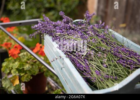 Lavendelblüten trocknen in der Sonne Stockfoto