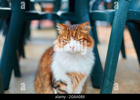 Die Katze wartet auf Nahrung, während sie unter einem Tisch auf einer Sommerterrasse in einem Café sitzt. Stockfoto
