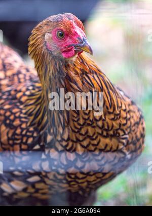 Eine Golden Laced Wyandotte (Gallus domesticus) in einem Hühnerstall Stockfoto