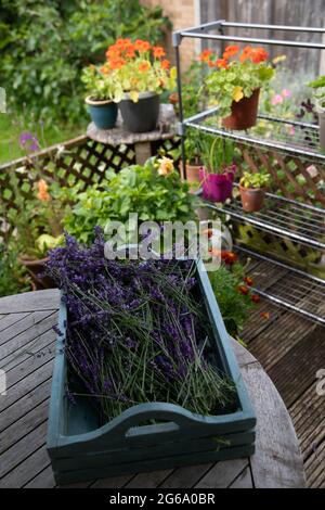 Lavendelblüten trocknen in der Sonne Stockfoto