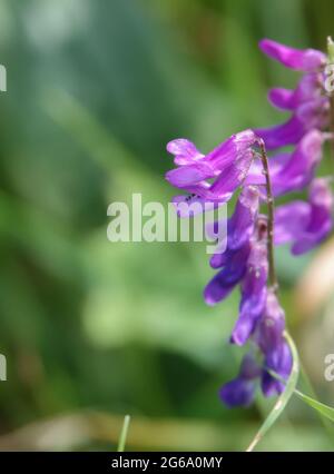 Hairy Vetch (Vicia cracca und vicia villosa), auch bekannt als Katzenerbsen, Kuhvetch, Finger-und-Daumen und Vogelvetch, die wild auf der Salisbury Plain wachsen Stockfoto