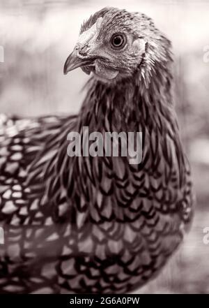 Eine Golden Laced Wyandotte (Gallus domesticus) in einem Hühnerstall Stockfoto