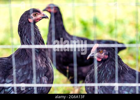 Schwarze französische Marans-Hühner und Jersey Giant Chickens (Gallus domesticus) stehen im Profil in ihrem Hinterhof-Hühnerstall. Stockfoto