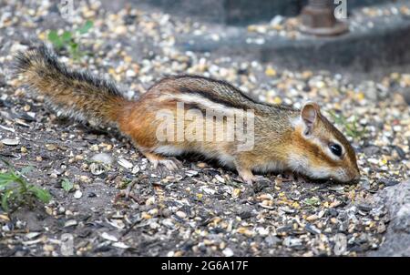 Östlicher Chipmunk (Tamias Striatus), Der Samen Vom Boden Frisst Stockfoto