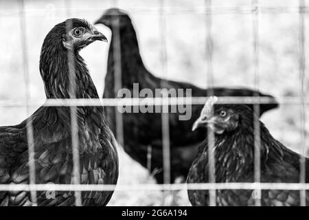 Schwarze französische Marans-Hühner und Jersey Giant Chickens (Gallus domesticus) stehen im Profil in ihrem Hinterhof-Hühnerstall. Stockfoto