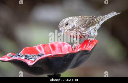 Weibliche Purpurfinke (Haemorhous pureus) Stockfoto