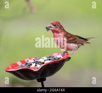 Männliche Purpurfinke auf der Futterpflanze ( Haemorhous pureus ), die Sonnenblumensamen frisst Stockfoto