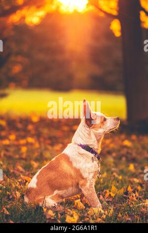 Ein Red Heeler, auch bekannt als Australian Cattle Dog, steht während der goldenen Stunde auf einem Feld, das von der Sonne beleuchtet wird. Stockfoto
