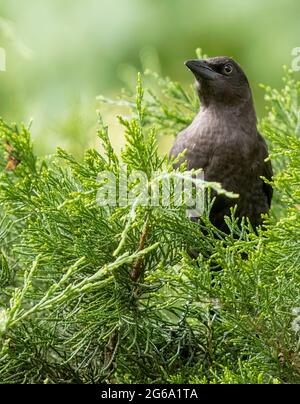 Juvenile Common Grackle ( Quiscalus quiscula ) in Bush thront Stockfoto