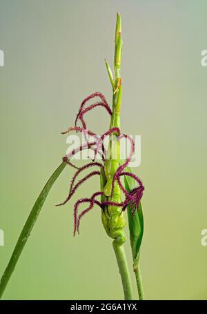 Blühende Samenkopf des östlichen gammagrass (Tripsacum dactyloides), ein hohes Gras, das in den östlichen USA beheimatet ist. Männliche Blüten an der Spitze und weibliche an der Basis. Wild Stockfoto